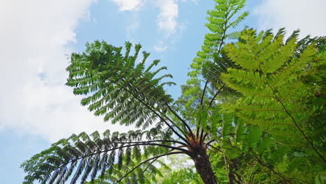 Cinematic-shot-of-green-lush-vegetation-in-the-forest