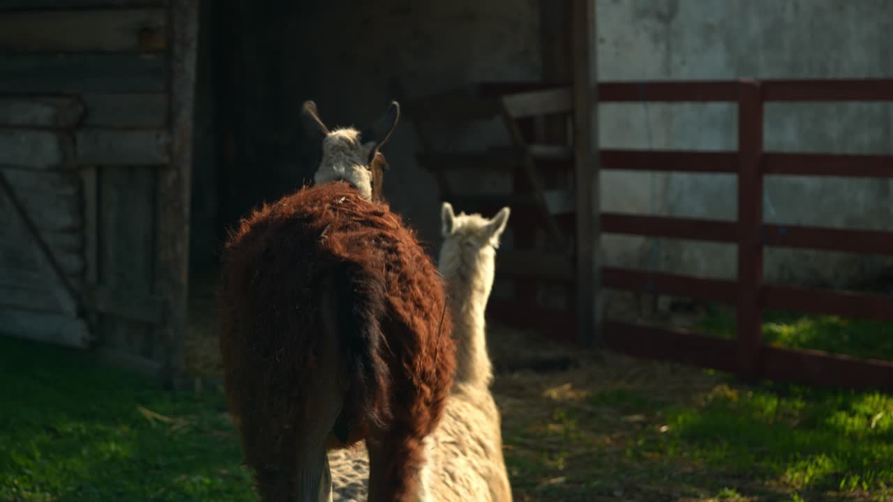 llamas en un entorno de granja