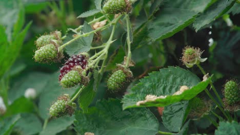 Unripe-blackberries-growing-on-thorny-bush-vines,-Closeup-Detail-Shot