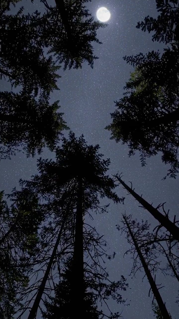 Luna piena e stelle scintillanti viste attraverso alberi della foresta in silhouette