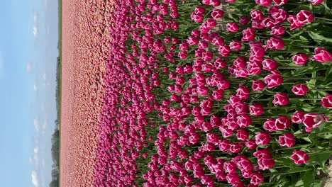 colorful tulips fields. close up. vertical shot