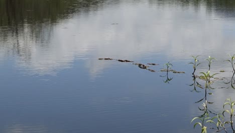 gentle ripples and plant reflections on a serene water surface with clouds mirrored above.
