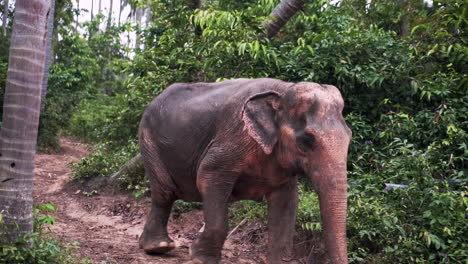 Asian-elephant-striding-on-dirt-path-through-tropical-Thailand-jungle