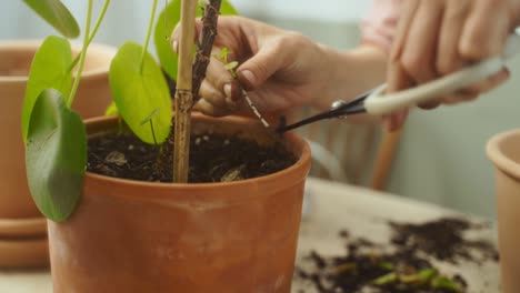 Crop-female-gardener-cutting-small-sprout