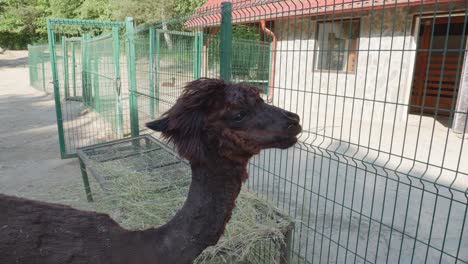 Close-Up-Of-Alpaca's-head-Inside-Cage-In-The-Zoo