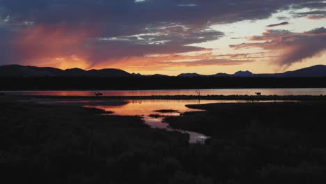 Amanecer-En-El-Parque-Nacional-De-Yellowstone-Con-Alces-Junto-Al-Agua