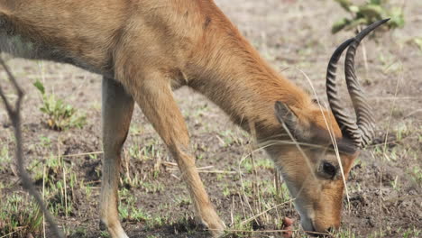 primer plano del antílope lechwe rojo alimentándose en la sabana africana