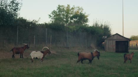 rebaño de cabras marrones y blancas aseguradas detrás de una valla en su propio recinto