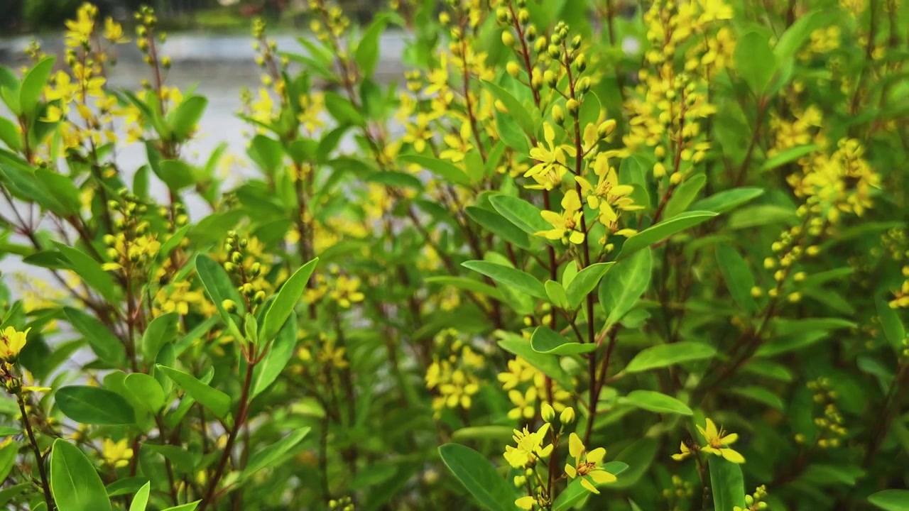 Camera moves through a dense Golden Thryallis bush revealing vibrant yellow blossoms fresh buds and lush green foliage in a tropical garden