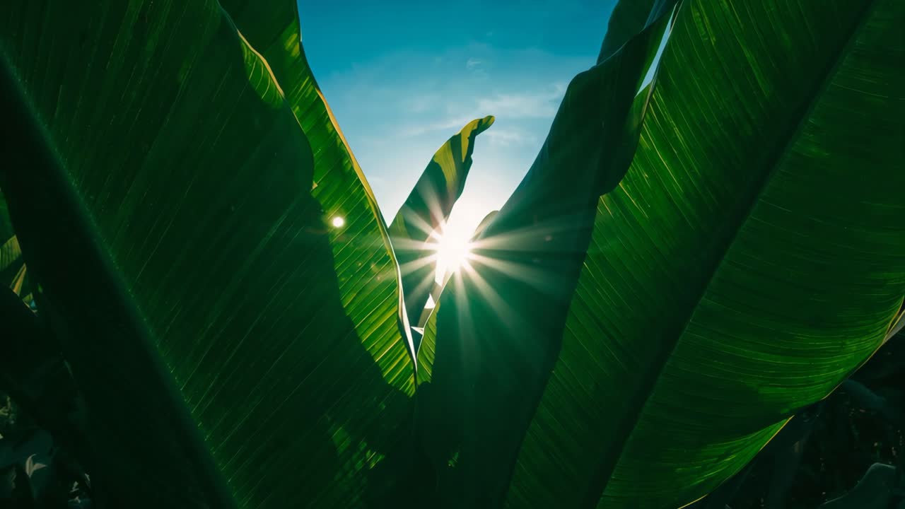 Sunlight through banana leaves
