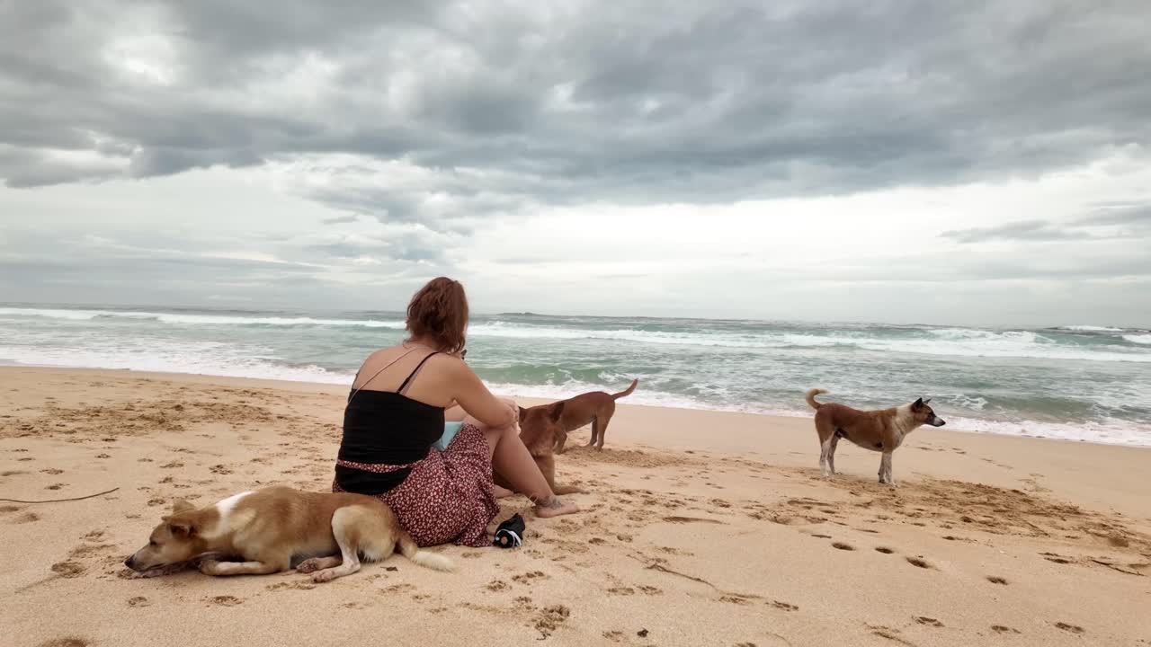 Relaxing on tropical beach with stray dogs Sri Lanka sandy shore nature