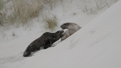 Neuseeländischer-Seelöwe-Kämpft-In-Den-Dünen-Der-Sandfly-Bay,-Dunedin,-Neuseeland