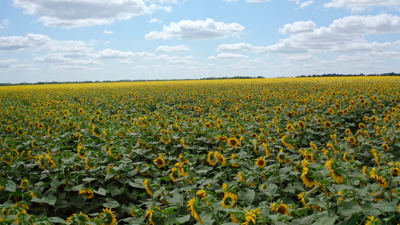 Beautiful sunflowers field at sunny day. Agriculture field with blooming sunflowers. Summer landscape with big yellow field with sunflowers. Drone flight. Motion camera view