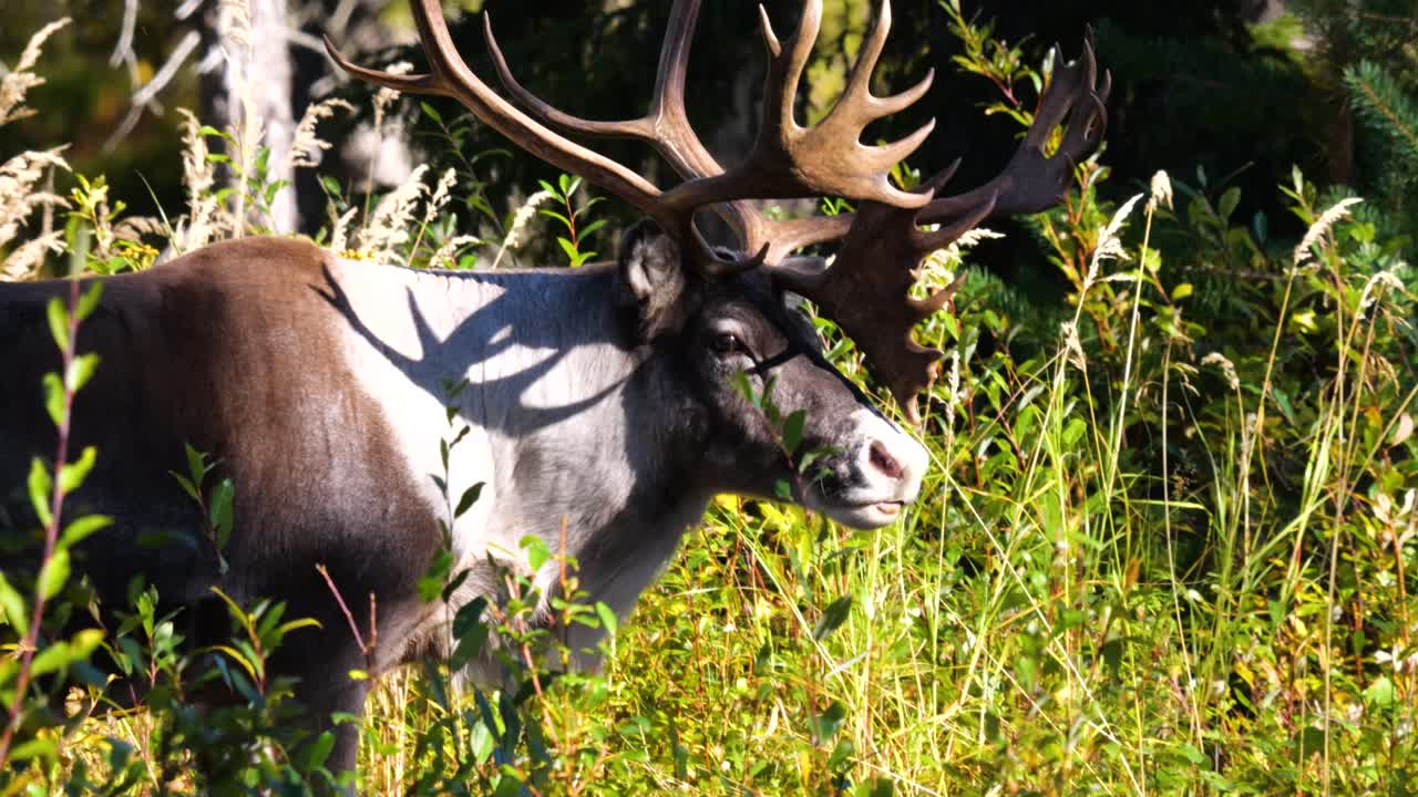 reno macho salvaje con grandes cuernos en el bosque de verano