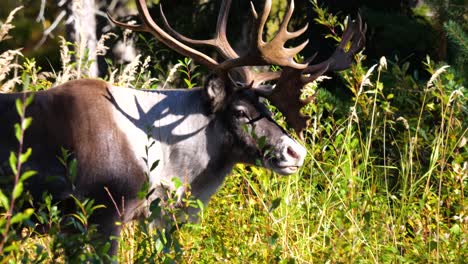 wild male reindeer with big horns in summer forest