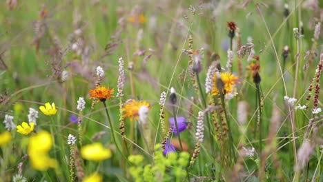 Abstrakter-Hintergrund-Von-Alpenblumen.