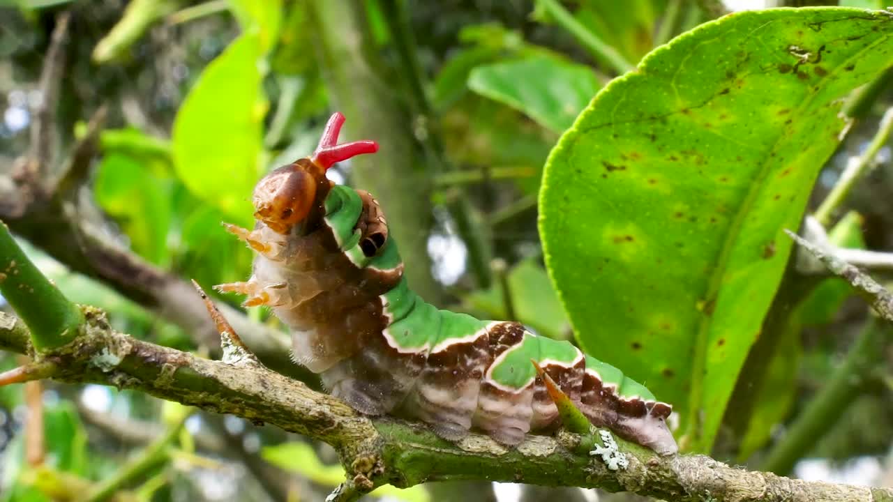 oruga de cola de golondrina verde macro con mecanismo de defensa osmeterium