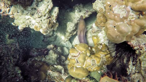 morena gigante escondida en el arrecife de coral filmada desde arriba