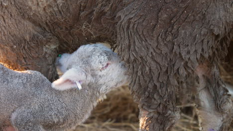 Newborn-Lamb-suckling-milk-from-sheep-mothers-teats,-close-up