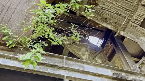 plant has grown in an abandoned industrial area on a steel frame in the landscape park in duisburg in germany