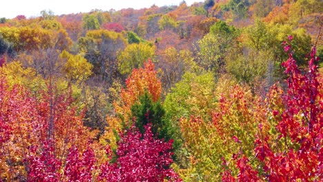 Orbiting-around-the-vibrant-red-and-burnished-autumn-colored-leaves-of-a-tree-in-a-forest,-Canada