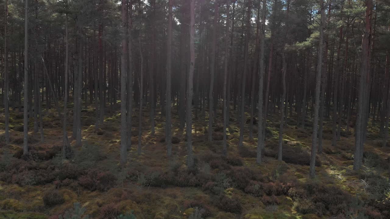 Ilmakuva mäntymetsästä