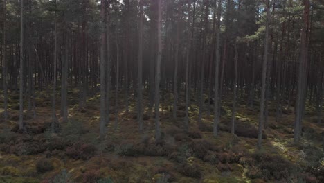 Vista-Aérea-Del-Bosque-De-Pinos