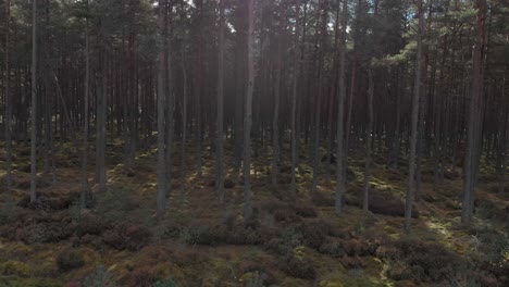 aerial view of pine forest