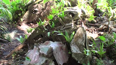 Japanese-combat-star-fighter-plane-weck-In-jungle-Peleliu-Palau