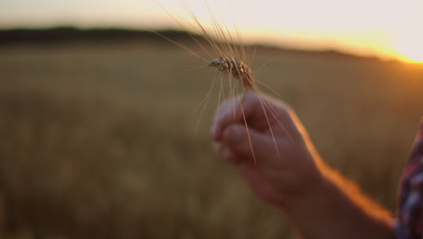 portrait of a senior adult farmer holding an ear of wheat and grain at sunset. to rotate and to consider grains in the solar rays of the sunset in slow motion