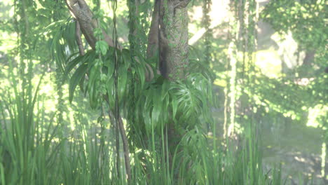 Morning-light-in-beautiful-jungle-garden