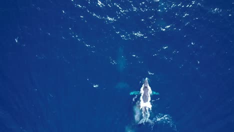 Ballena-Madre-Y-Bebé-Nadan-En-El-Océano-Azul-Profundo