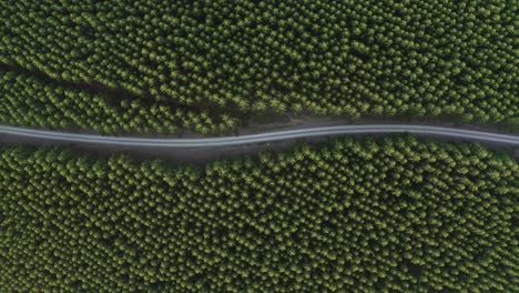 winding road in a forest