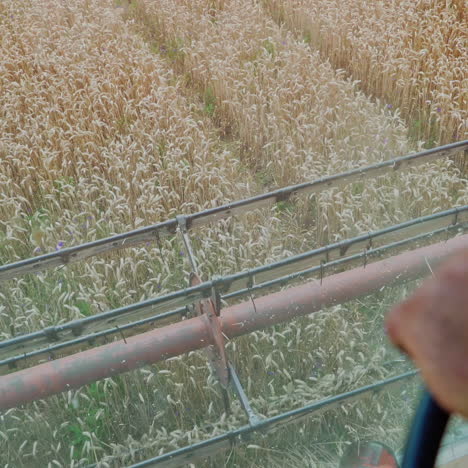 harvest time. combine harvester working in a wheat field