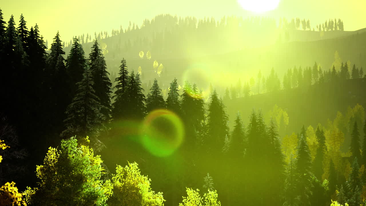 Sunlight filters through vibrant trees in a tranquil forest landscape