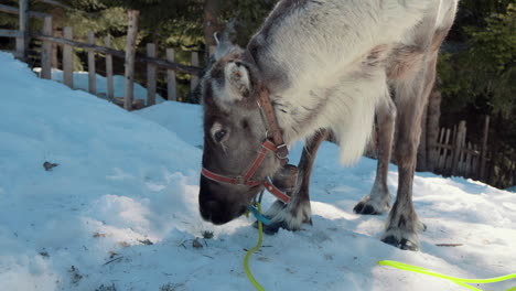 Reindeer-that-eat-moss-from-the-ground