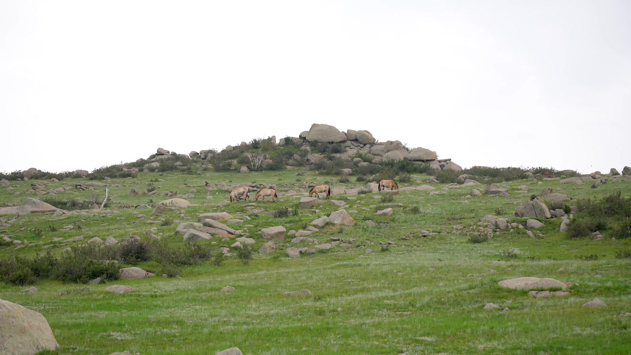 Przewalski-heste græsser i et stenet mongolsk landskab.