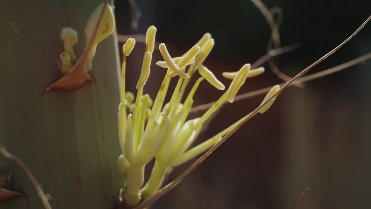 Close up green cactus with yellow spines within a desert environment, city park in Barcelona, Montjuic. African background