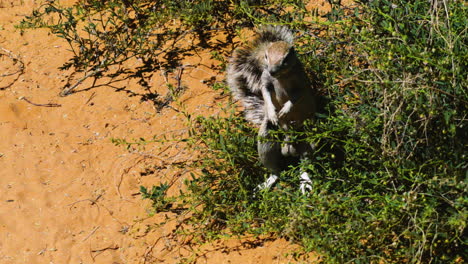 ardilla de tierra sudafricana erguida en las patas traseras escaneando el entorno