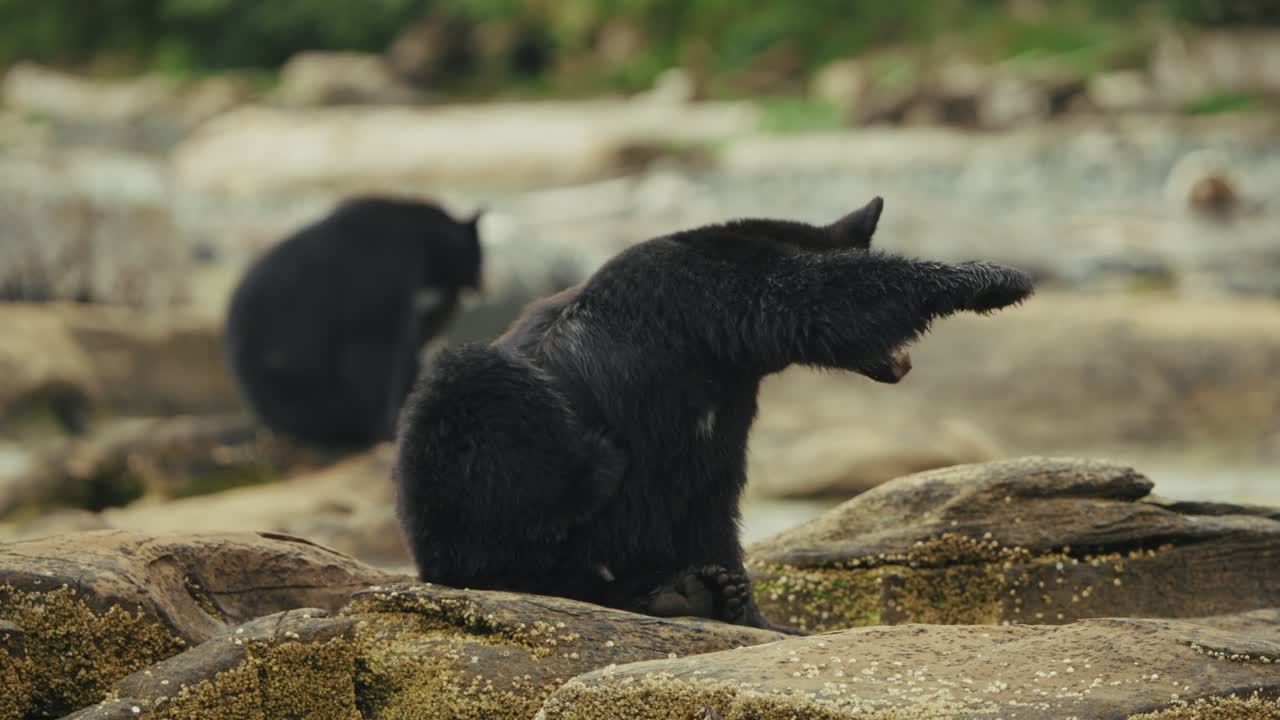 Black Bears Scratching Their Bodies While Sitting Over Rocks By The River. Selective Focus Shot
