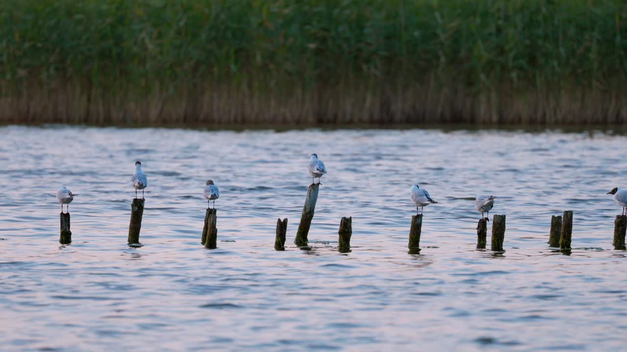 gaviotas de cabeza negra sentadas en estacas en el medio del río