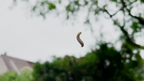 close up shot of climbing caterpillar moths in web net in wilderness against bright sky