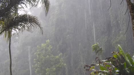 torrential rain over cloud forest with palm and macadamia nuts in the foreground