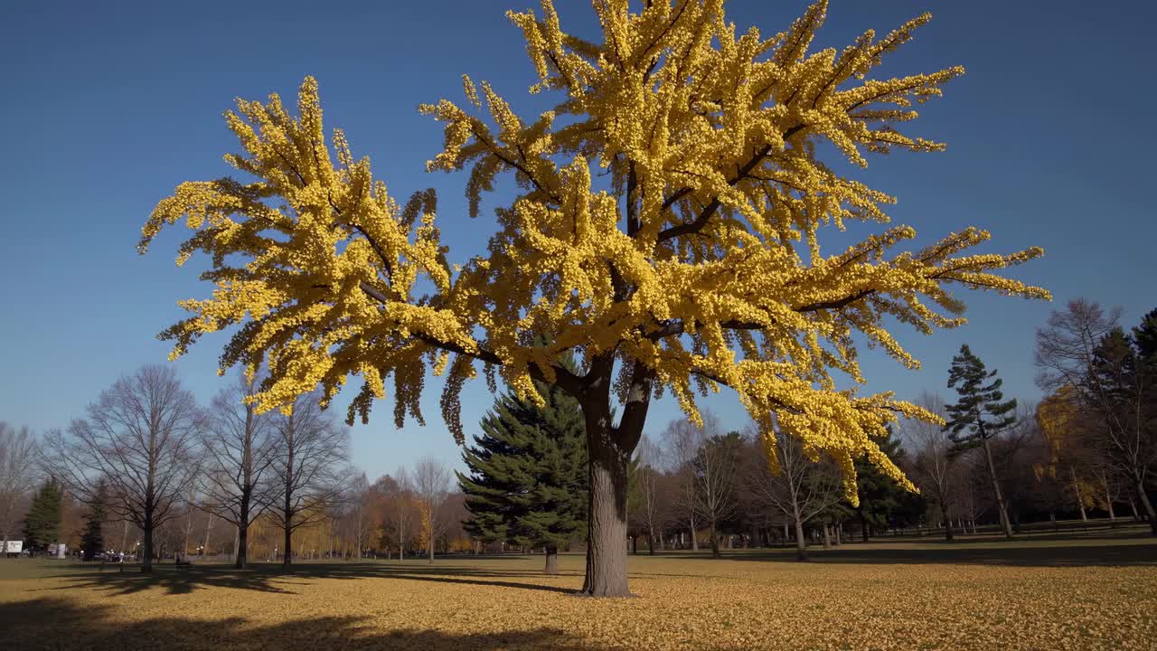 Wide-angle video shot of a vibrant yellow tree in autumn, capturing the serene beauty of nature
