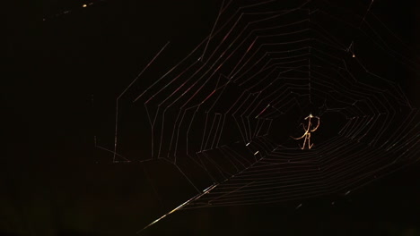 spider sits at the center of a spider web in the dark of night