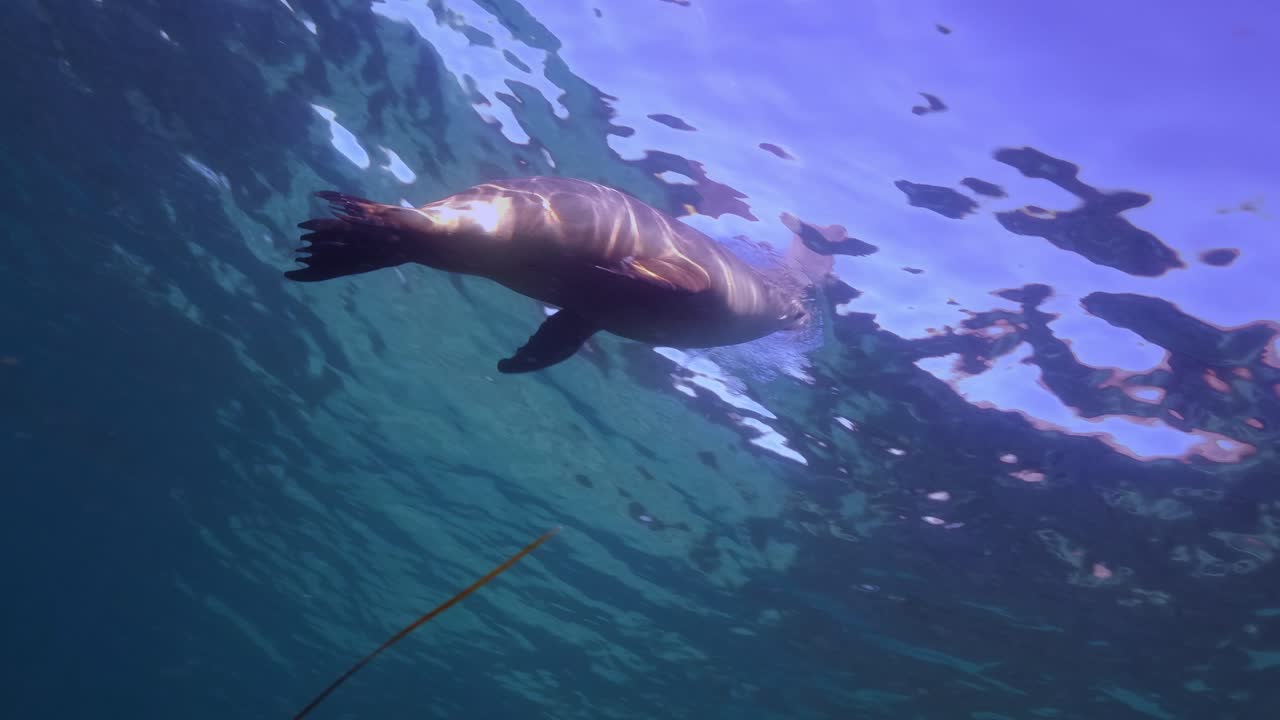 leones marinos australianos neophoca cinerea isla hopkins port lincoln sur de australia 4k