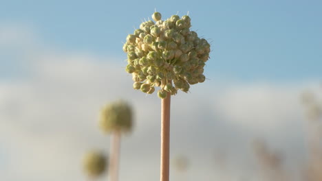 close-up of an allium polyanthum schultes et schultes flower endemic to spain, island of menorca in the balearic islands