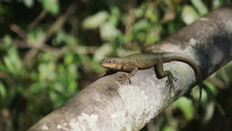 wild gecko perching deep in beautiful green brazil rainforest, colourful reptile wildlife sitting around thin tree, lizard blending into jungle enviornment in iguazu falls, brazil, south america