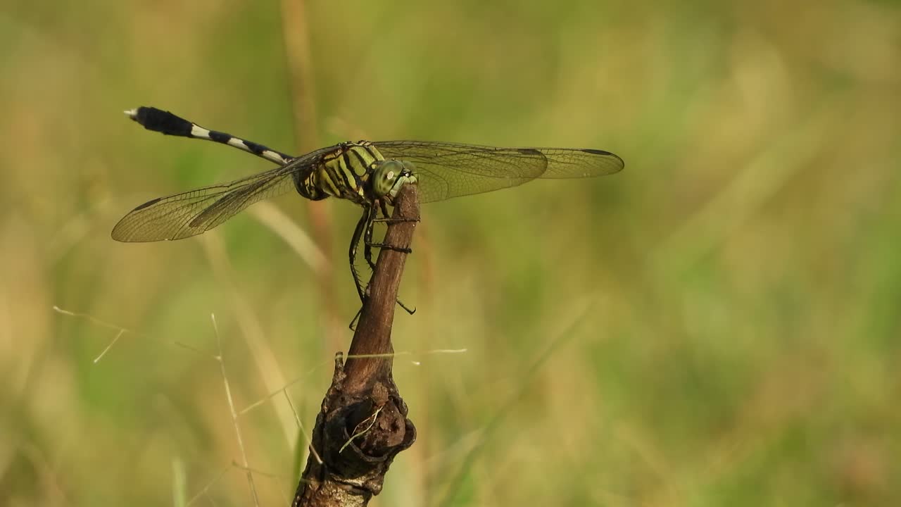 libélula tigre esperando orar.