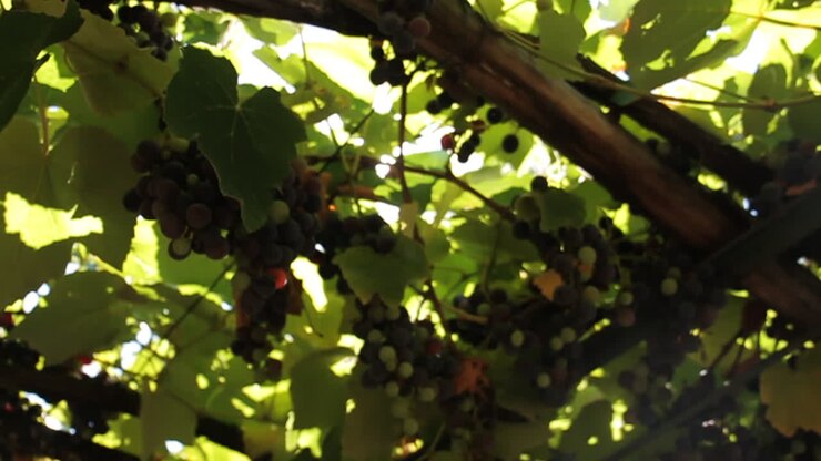 uvas en la vid